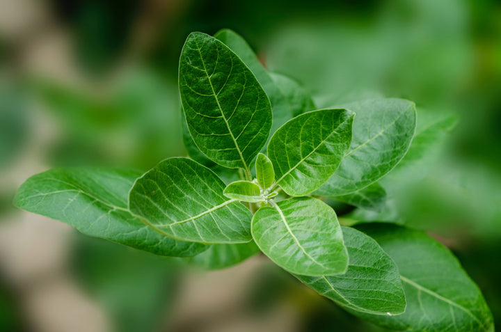 Ashwagandha Benefits Include Stress and Anxiety Reduction
