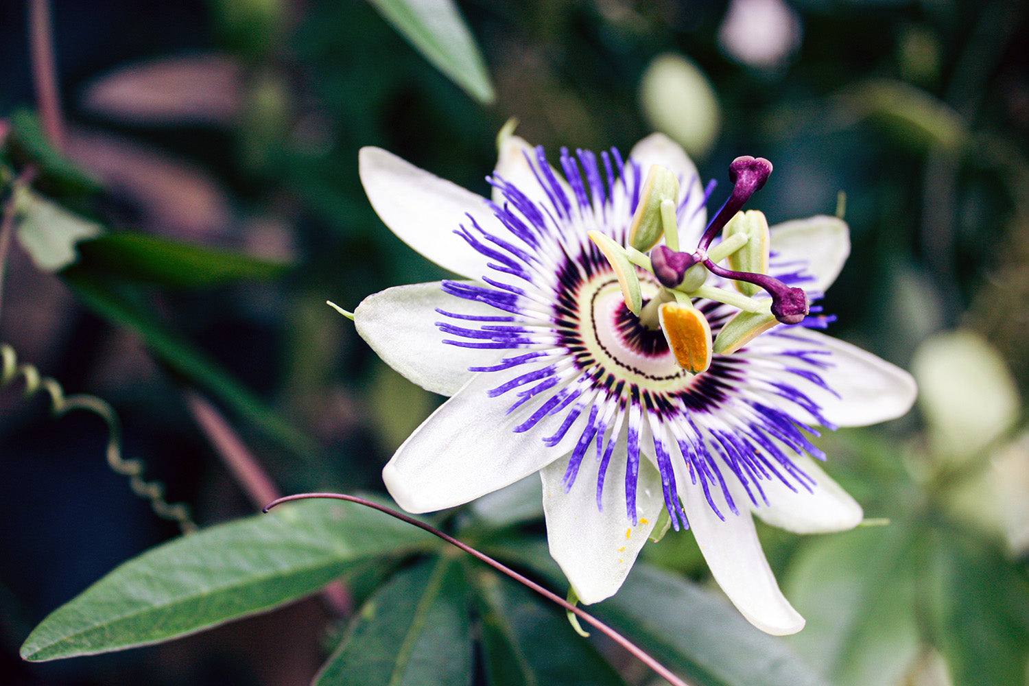 The Best Herbal Remedies for a Restful Night's Sleep - The sedative properties of passionflower for a restful night's sleep