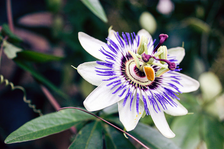 The Benefits of Passionflower for a Good Night's Sleep