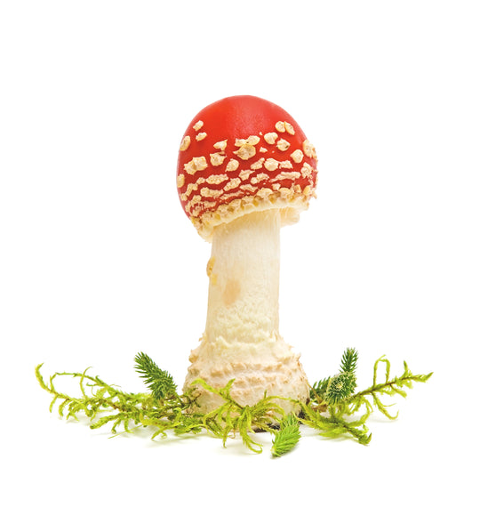 Amanita Muscaria Mushroom