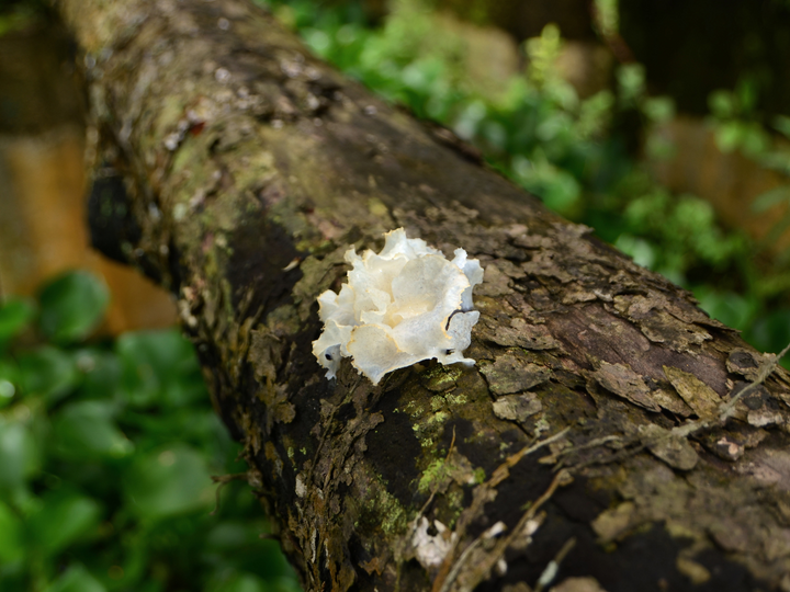 Using Tremella for Enhanced Skin Hydration