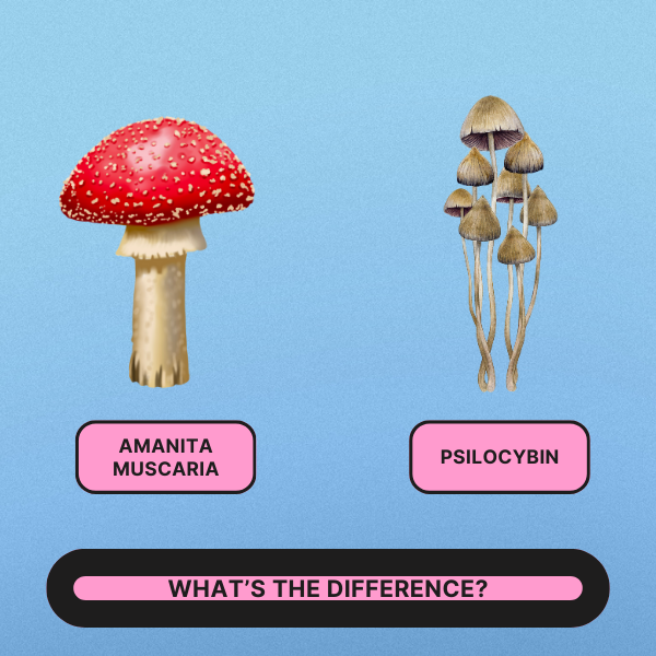 How does Amanita muscaria differ from Psilocybin containing mushrooms