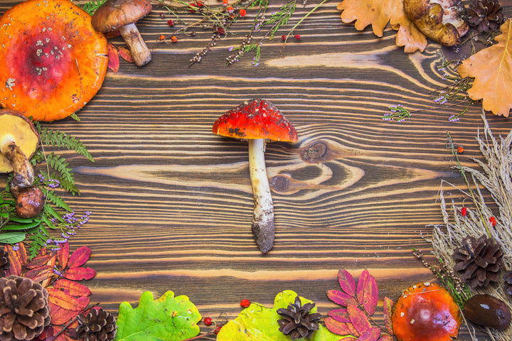 What Can Amanita Muscaria Cream Do for You: A Guide to Its Benefits