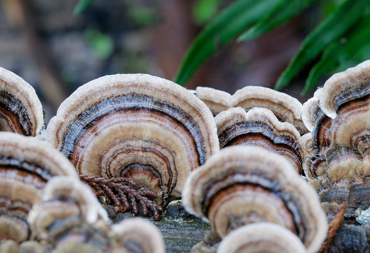 The Wonders of Turkey Tail Mushrooms: A Nutritional-Packed Mushroom With Plenty of Health Benefits