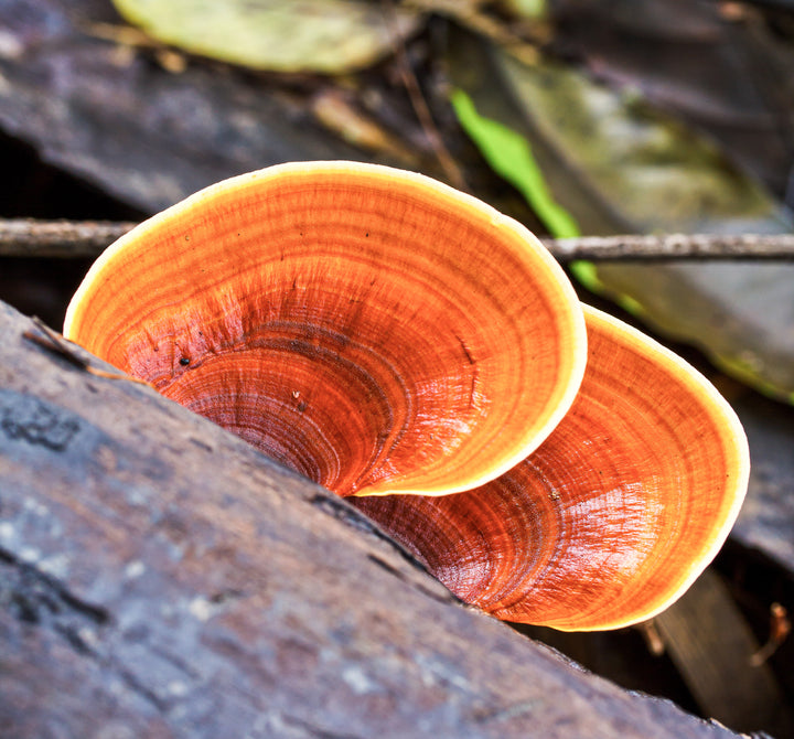 What are Reishi Mushrooms and Why Do We Love Them?