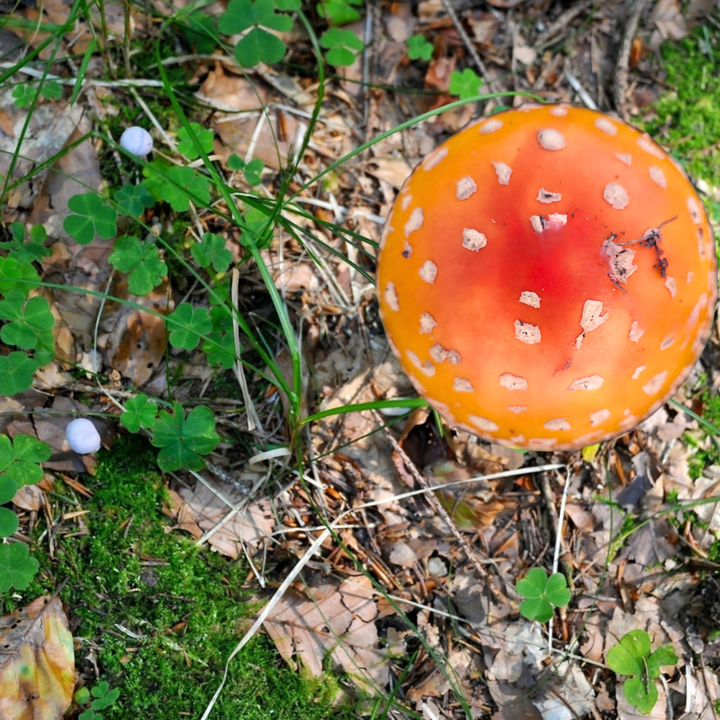 Amanita muscaria Benefits: Describing Applications for the Healing Power of This Iconic Mushroom