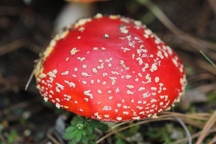 Amanita muscaria - A Basis in Ancient Wisdom and Modern Science