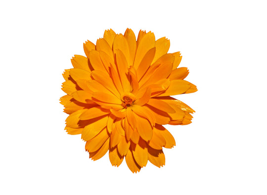 CALENDULA EXTRACT